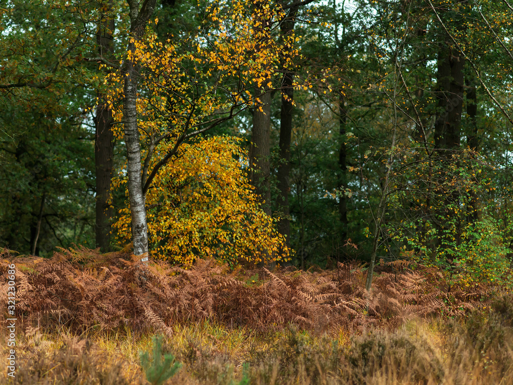Fototapeta premium Birch tree with yellow colored leaves in autumn forest.