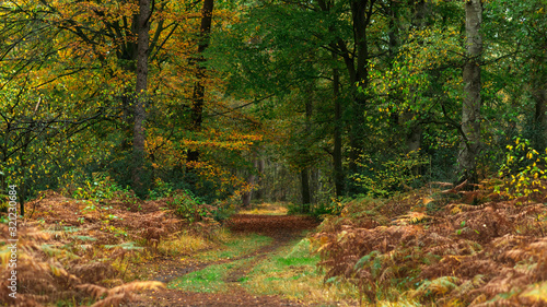Idyllic path covered in brown leaves in colorful autumn forest.