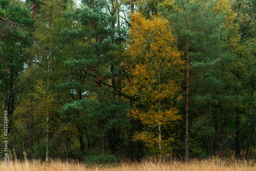 Fototapeta premium Birch trees with yellow colored foliage between fir trees in autumn woods.