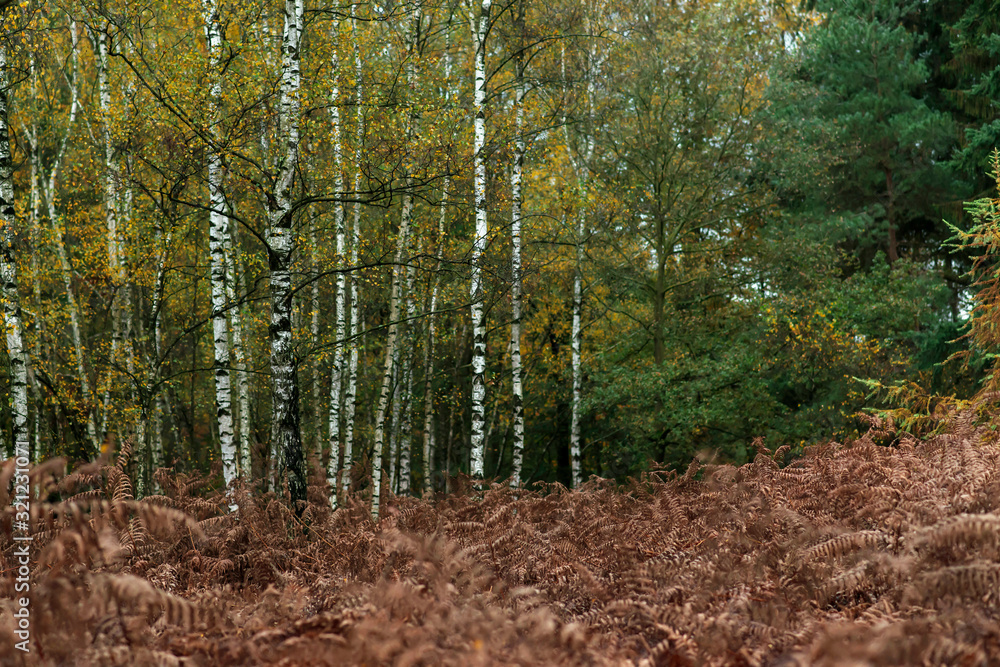 Obraz premium Birch trees with yellow foliage and brown decayed ferns in autumn forest.