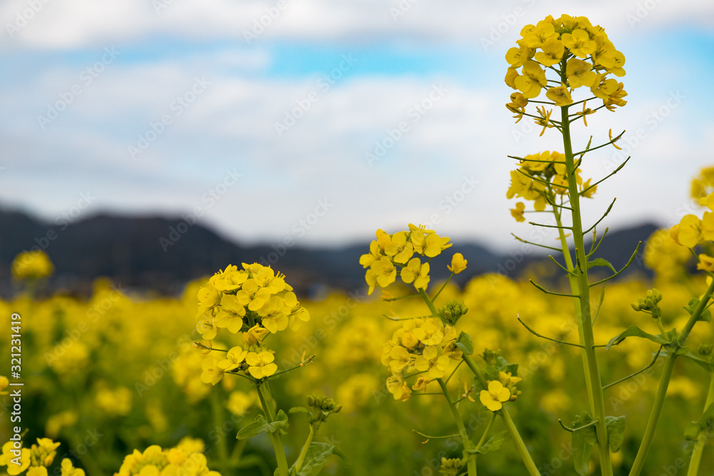 Obraz premium 鴨川市の菜の花畑 千葉県鴨川市 日本