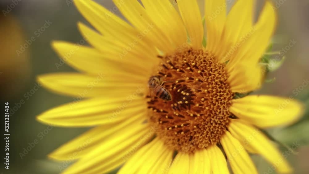Extreme close up of honey bee collecting nectar from a sunflower Extreme close up of honey bee collecting nectar from a sunflower
