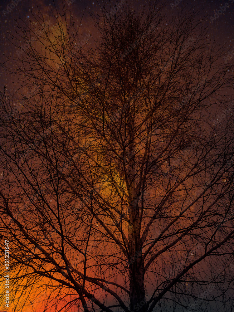 Bare birch branches against the background Bare birch branches against the background