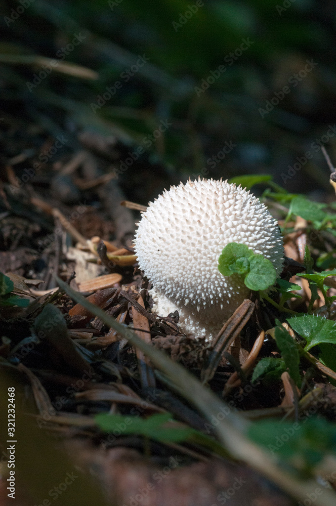 Calvatia is a genus of puffball mushrooms that includes the spectacular giant puffbal Calvatia is a genus of puffball mushrooms that includes the spectacular giant puffbal