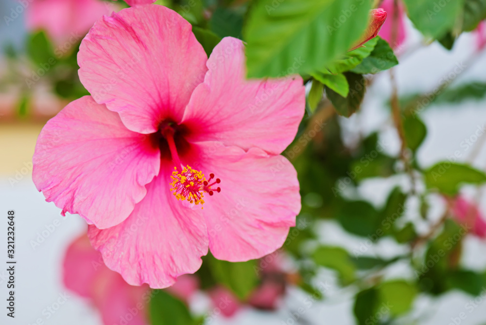 Tender macro shoot of pink hibiscus flowers. Shallow depth of field. Tender macro shoot of pink hibiscus flowers. Shallow depth of field.