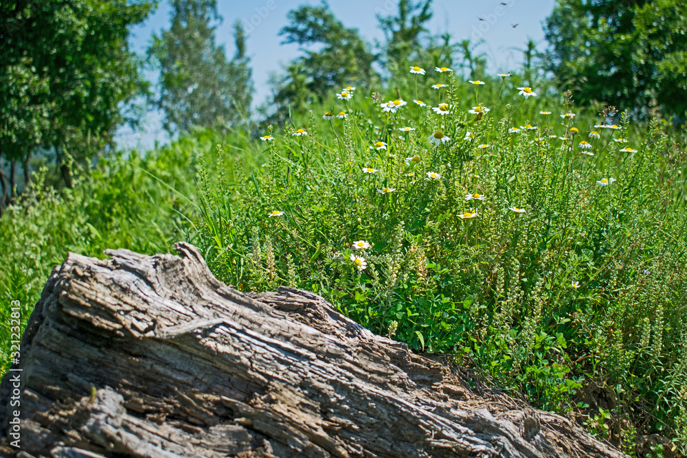 dry wood and beautiful field flowers on a beautiful summer day dry wood and beautiful field flowers on a beautiful summer day
