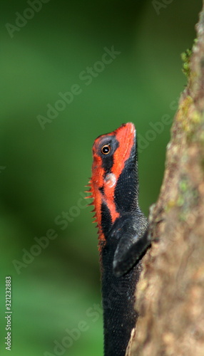 Forest Calotes in breeding color (Calotes rouxi)