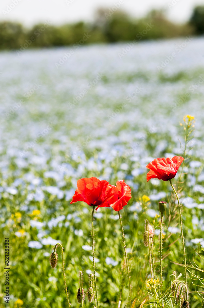 Red poppy flowers on blue flax field