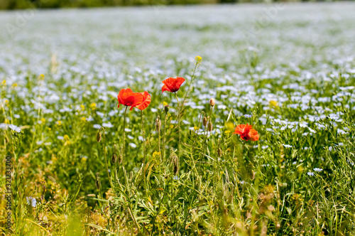 Red poppy flowers on blue flax field
