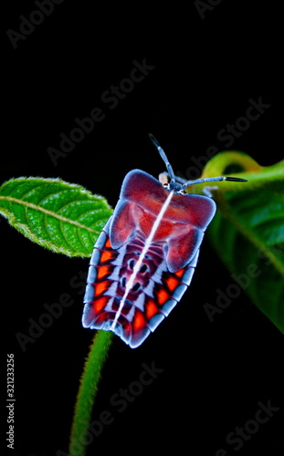 Armor bug on a leaf photo