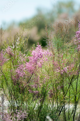 branch with pink flowers of the tamarisk or Tamarix ramosissima.