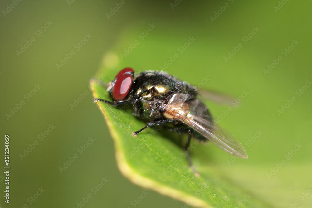 Flesh fly in Mhadei Wildlife sanctuary Flesh fly in Mhadei Wildlife sanctuary