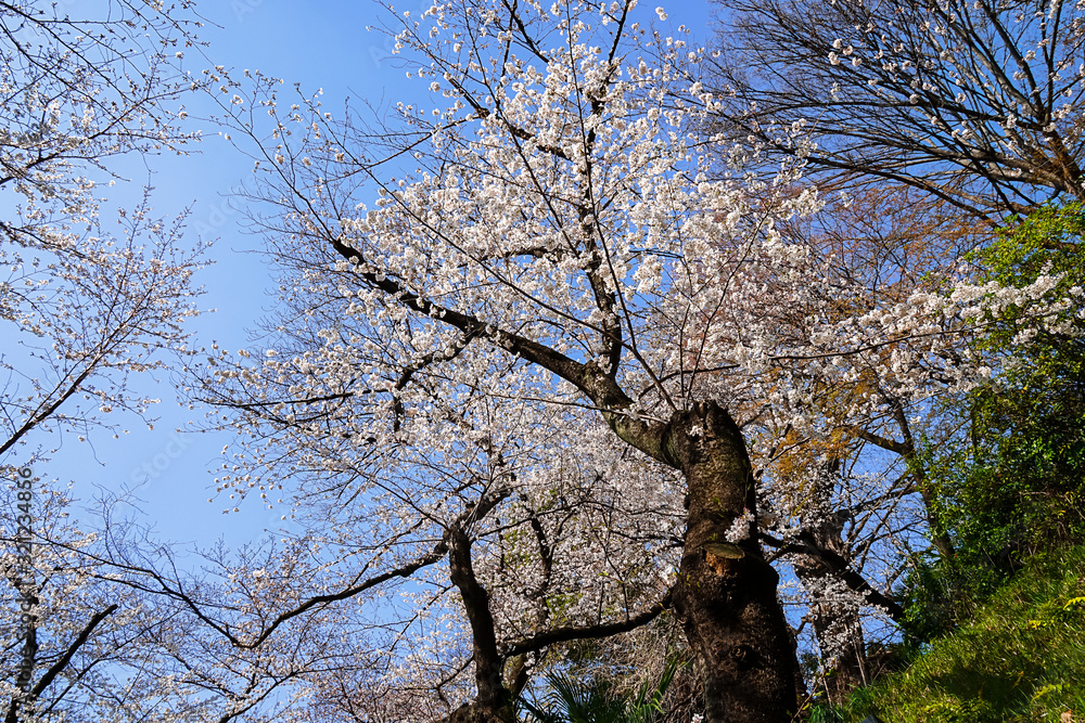 東京都 北区 王子駅付近の桜 東京都 北区 王子駅付近の桜