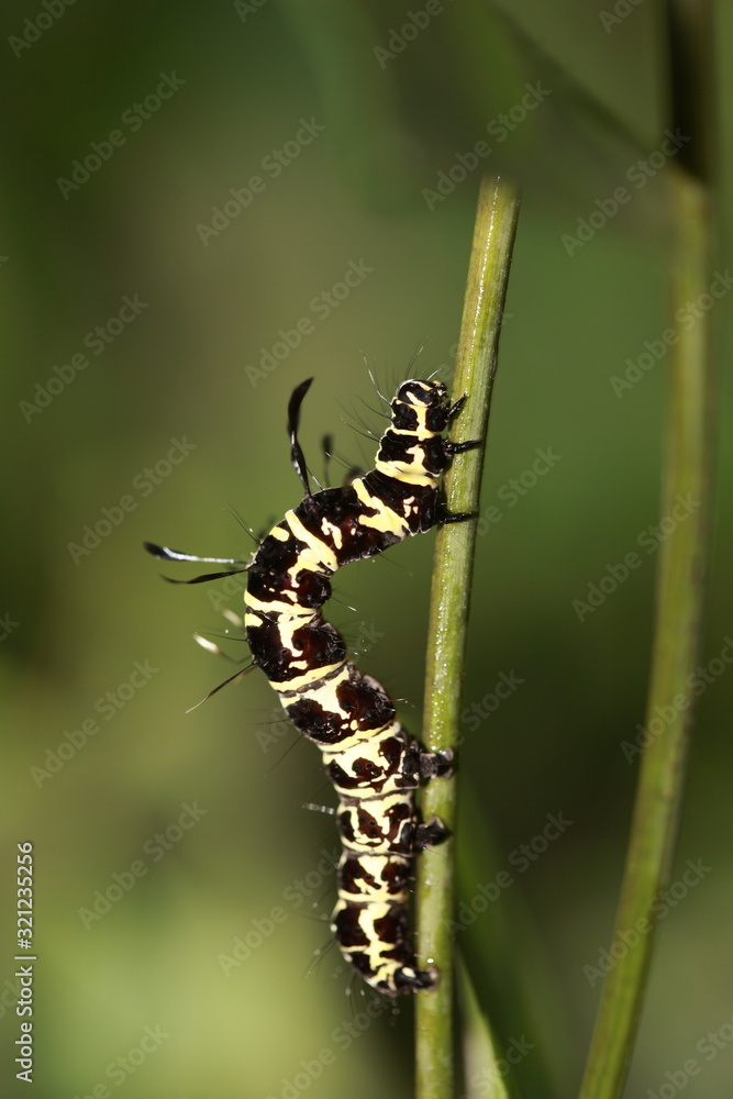 Butterfly Caterpillar, The larvae, or caterpillars are multi-legged and eat plant leaves. While most caterpillars are herbivorous, a few species eat insects.