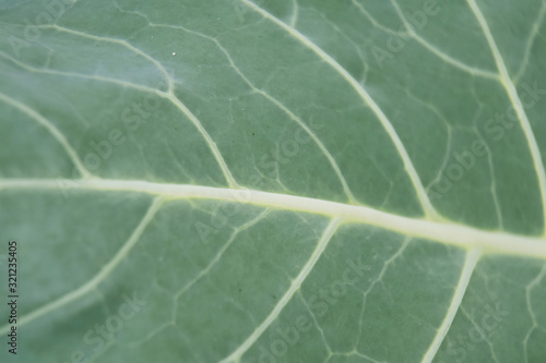 Kale Leaves