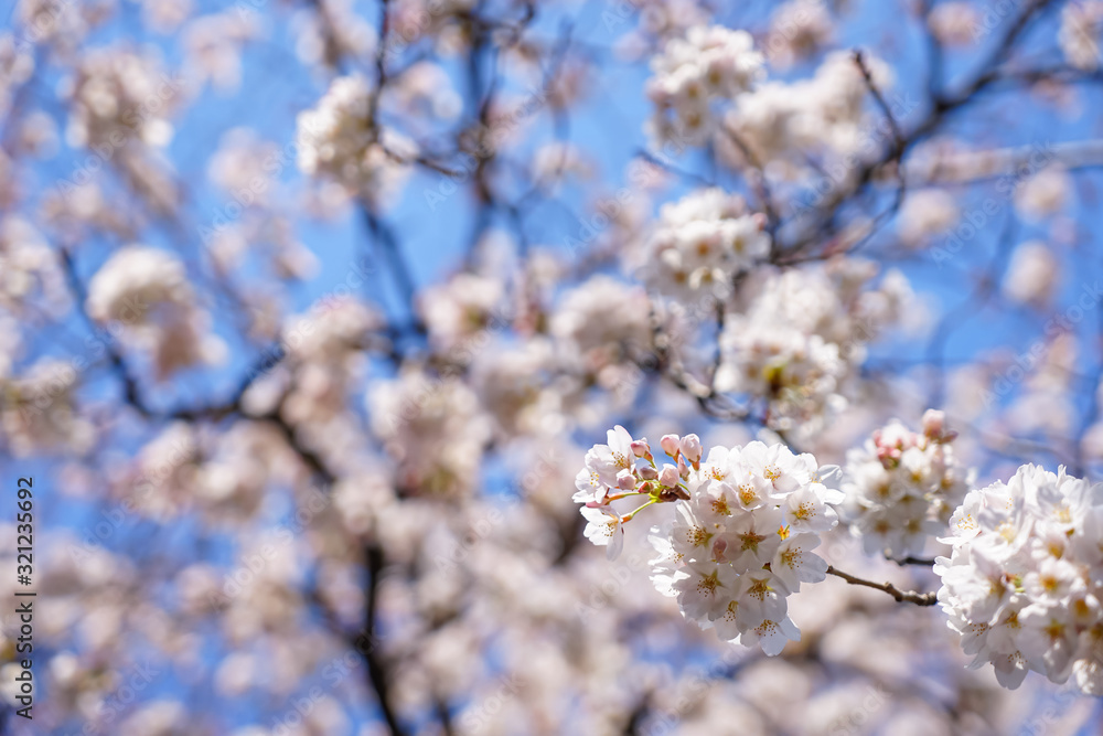 東京都 北区 王子駅付近の桜