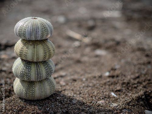 Sea urchin skeletons on a beach sand. Sea urchins background. Colorful sea urchin shells. Ocean and travel by the sea theme. 