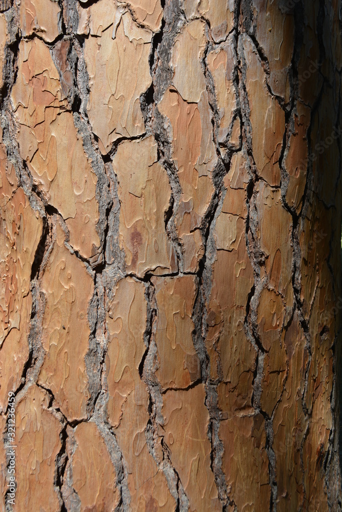tree bark background relief texture tree bark background relief texture