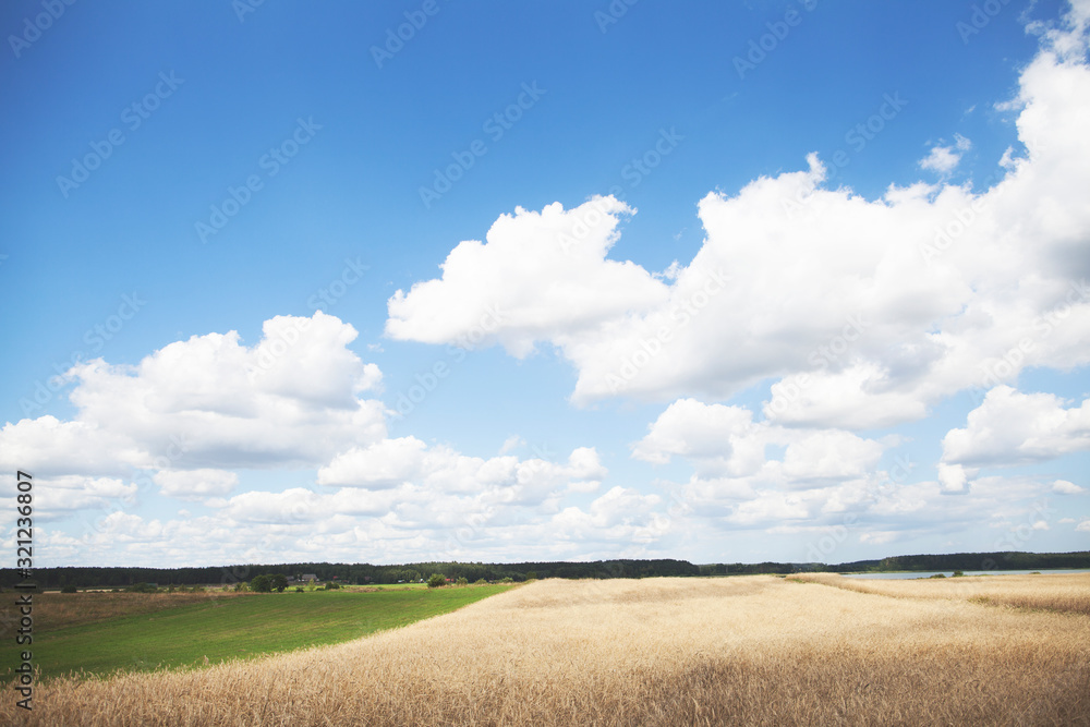 green meadow and wheat field and blue sky with clouds