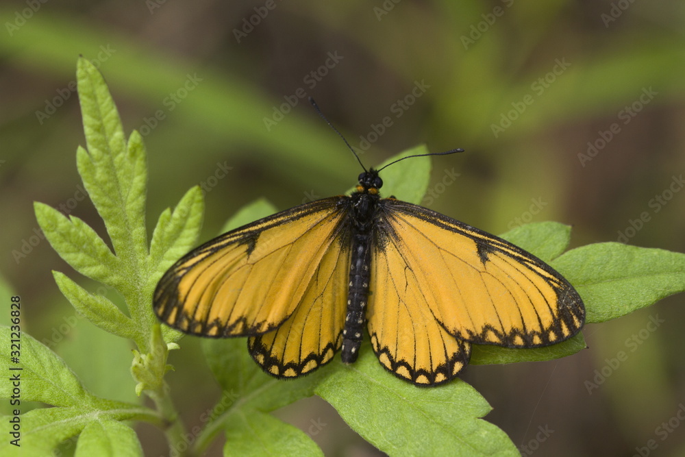 Himalayan yellow coster : Acraea issoria Himalayan yellow coster : Acraea issoria