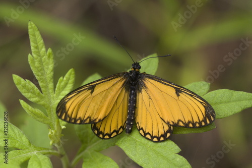 Himalayan yellow coster : Acraea issoria