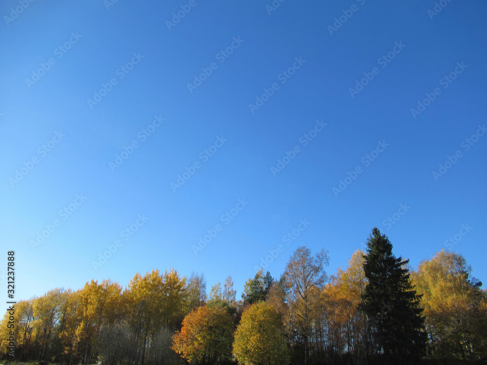 Tree tops in autumn colors with cloudless blue sky. Tree tops in autumn colors with cloudless blue sky.