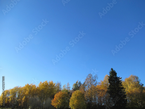 Tree tops in autumn colors with cloudless blue sky.