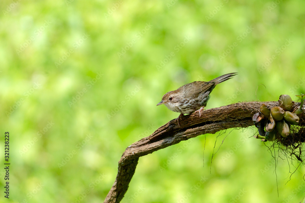 Puff-throated Babbler, Pellorneum ruficeps, Ganeshgudi, Karnataka, India Puff-throated Babbler, Pellorneum ruficeps, Ganeshgudi, Karnataka, India