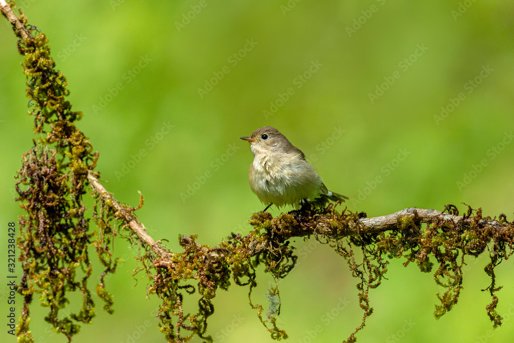 Naklejka premium Asian Brown Flycatcher, Muscicapa latirostris, Ganeshgudi, Karnataka, India