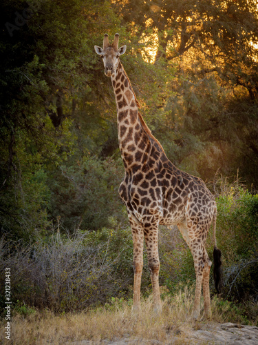 South African giraffe or Cape giraffe (Giraffa camelopardalis giraffa). Mpumalanga. South Africa.
