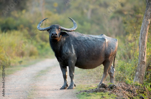 Wild Buffalo also called Asian buffalo crossing the road, Bubalus arnee, Kaziranga National Park, Assam, India