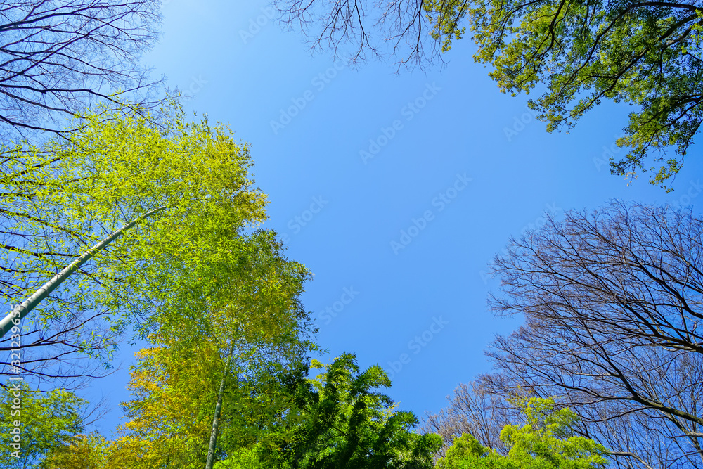 Obraz premium 爽やかな青空と新緑の葉っぱ
