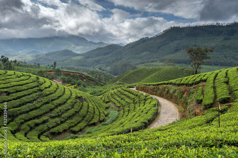 Tata Tea Plantations, Munnar, Kerala, India