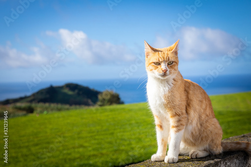 Slika na platnu Azoreanische Katze