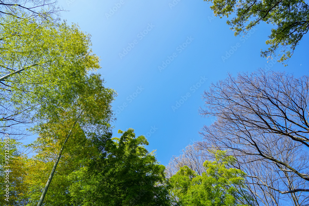 Obraz premium 爽やかな青空と新緑の葉っぱ