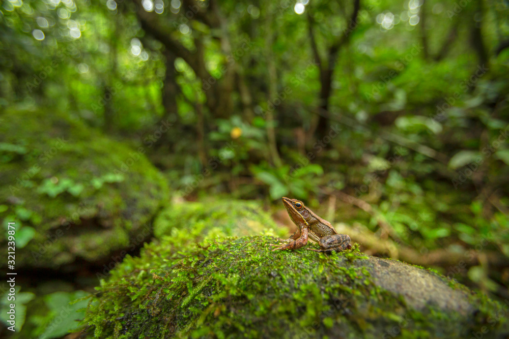 Hylarana caesari or Maharashtra golden-backed frog, Koyna, Maharashtra, india