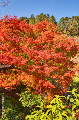 善峯寺の紅葉