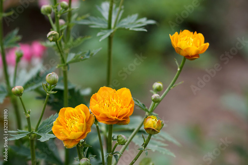 Orange flowers (Trollius Chinensis ) blooming in the summer garden.Orange Queen, family Ranunculaceae, close-up.