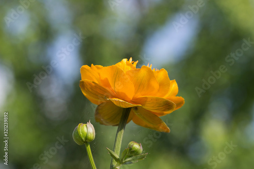 Orange flowers  Trollius Chinensis   blooming in the summer garden.Orange Queen  family Ranunculaceae  close-up.