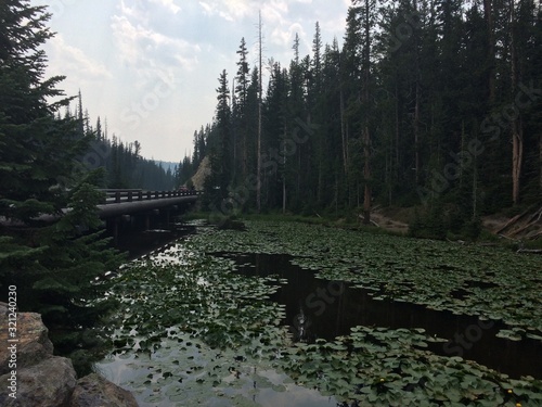 Continental divide, Isa lake, Yellowstone National park photo