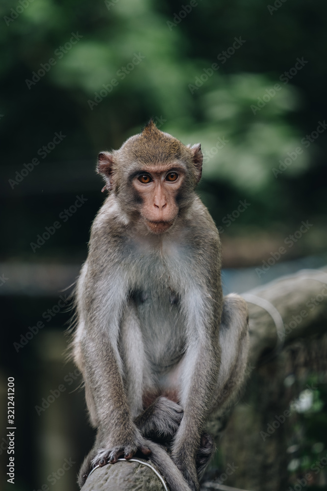 Naklejka premium monkey