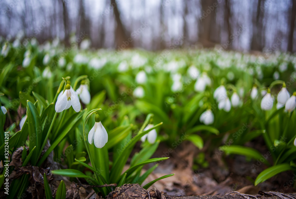 Obraz premium Carpet of snowdrops Galanthus plicatus in spring forest