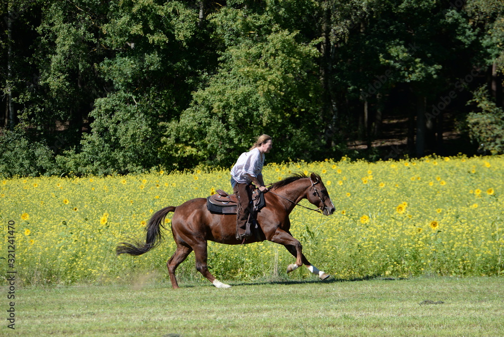 Freiheit auf 4 Beinen. Reiterin galoppiert neben Sonnenblumenfeld