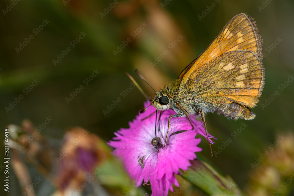 Ochlodes sylvanus butterfly on flower Ochlodes sylvanus butterfly on flower