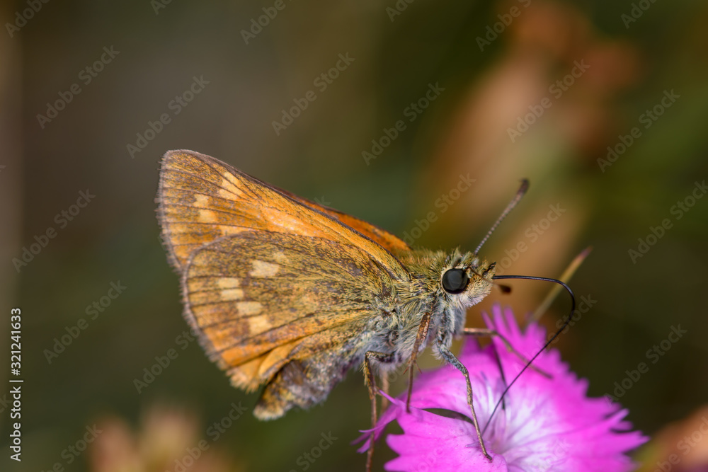 Ochlodes sylvanus butterfly on flower Ochlodes sylvanus butterfly on flower