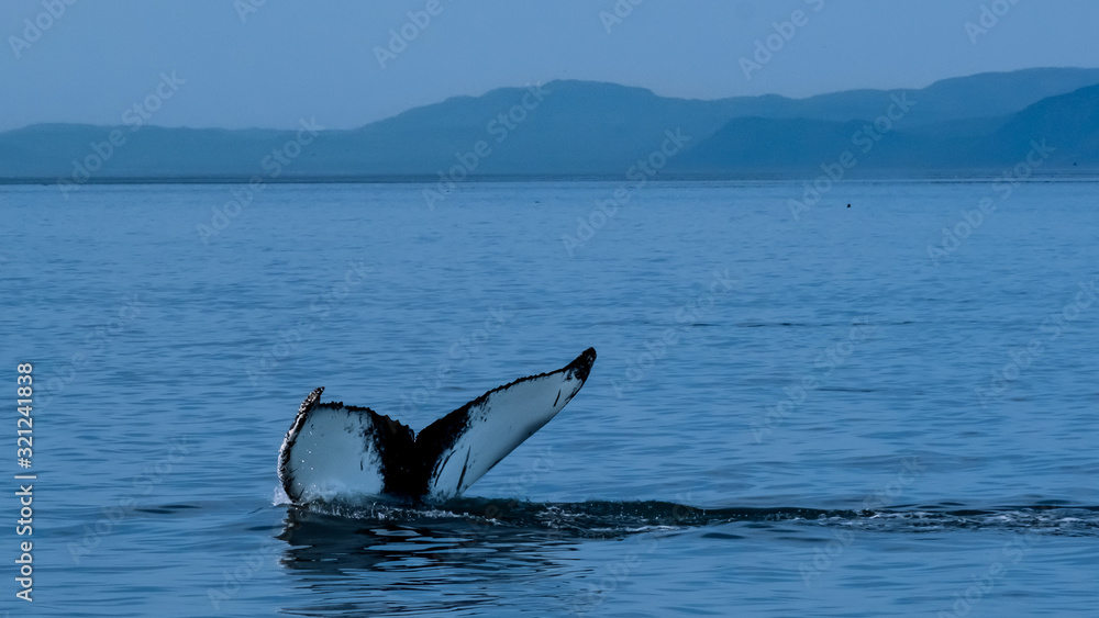 Fototapeta premium whales 