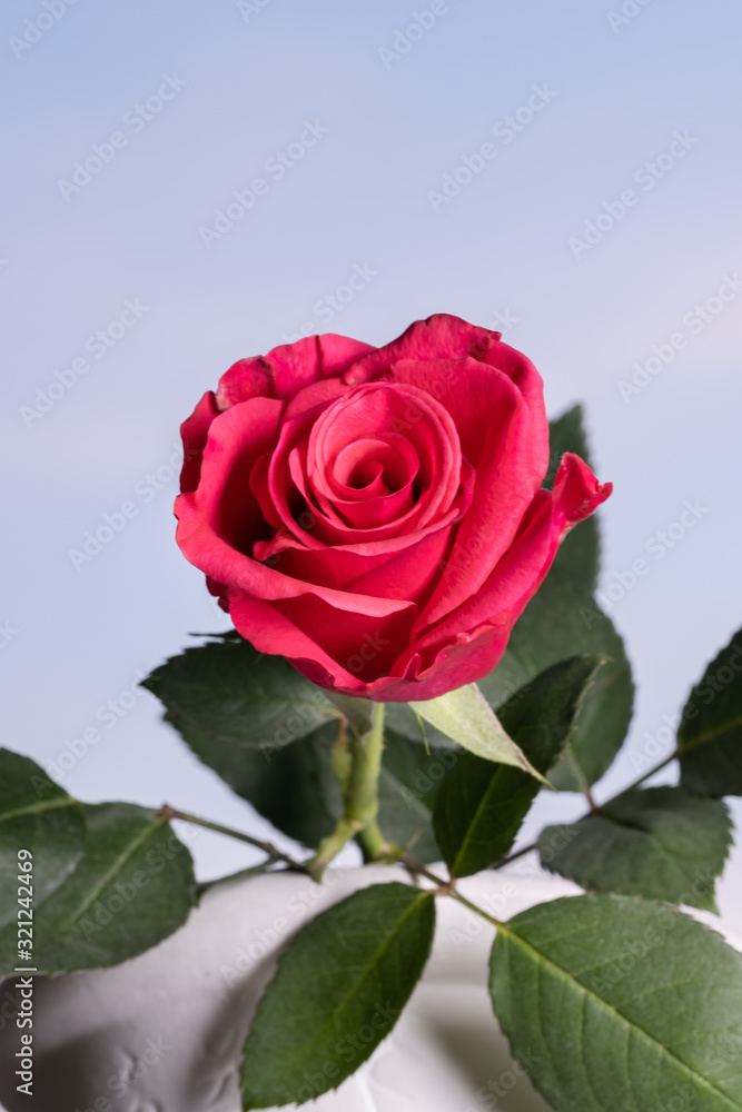 One head of the beautiful red rose with green leaves, blue background One head of the beautiful red rose with green leaves, blue background