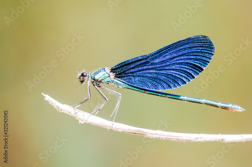 European-Mediterranean dragonfly with natural light in a sunny day. © Fotis I.