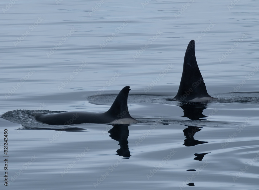 Naklejka premium Close encounter with a killer whale (Orcinus orca) pod feeding in the icy waters along the Antarctiic Peninsula coast, Antarctica