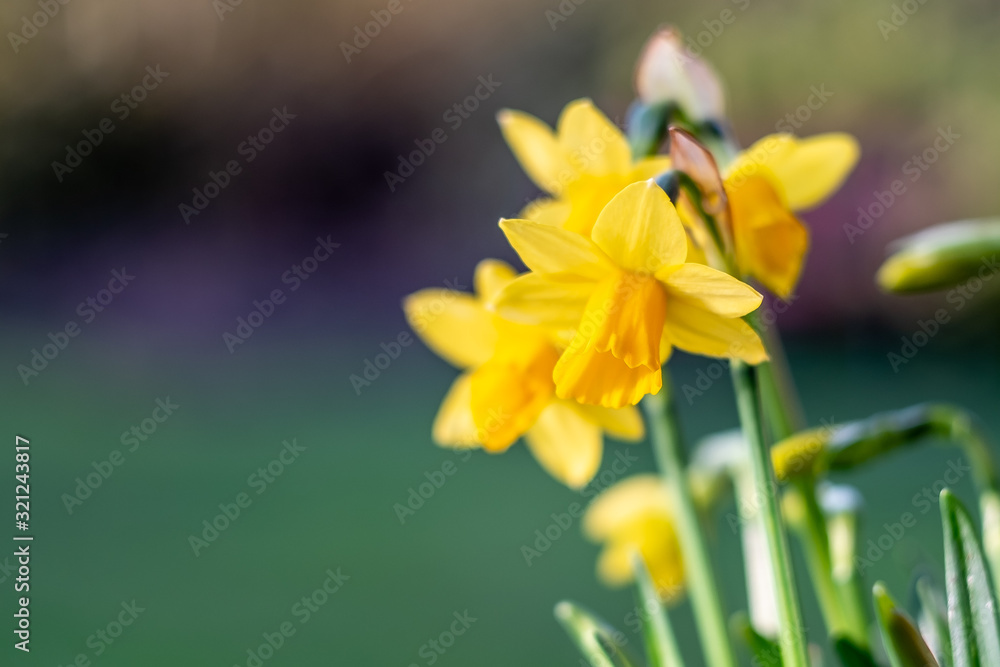 Mini yellow daffodils against green and purple blurred backgro Mini yellow daffodils against green and purple blurred backgro
